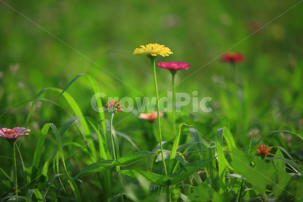 백일홍,자연,풍경,접사,꽃,식물,자연,plants,nature,꽃,flower