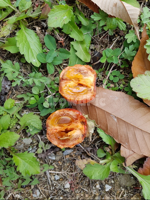 단감,가을,반쪽,주황,단면,autumn