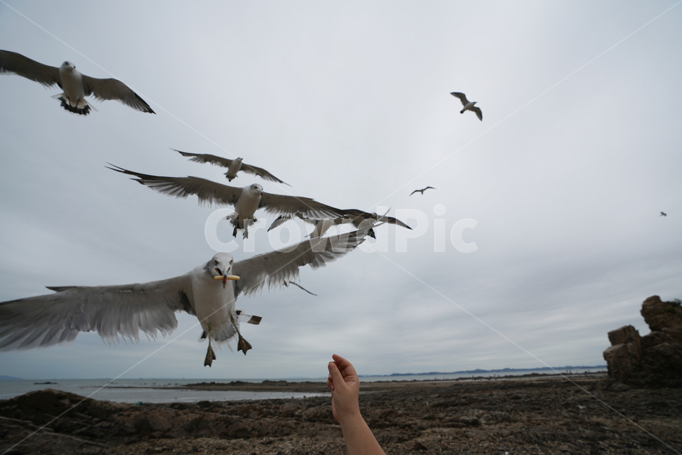 commongull,갈매기,새우깡,animal,동물,바다,해변,beach,제부도,동물,animal,조류,새,birds