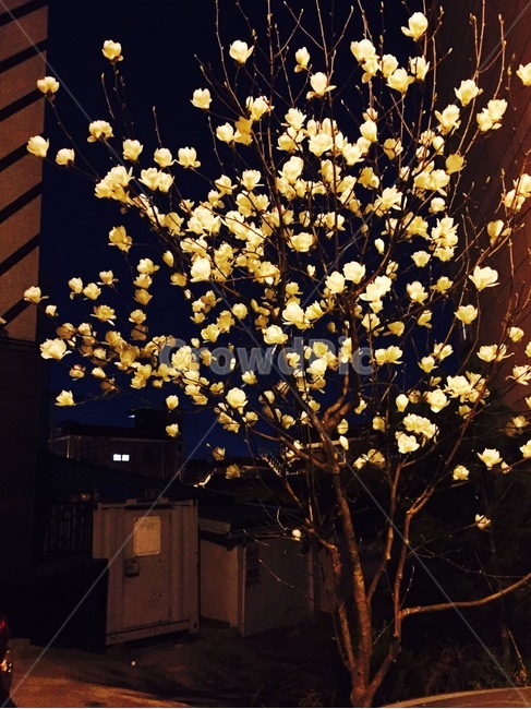 밤,봄,저녁,목련,꽃,분위기