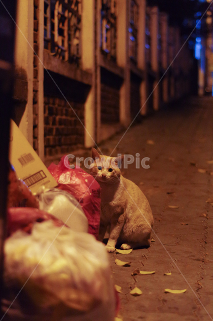 고양이,길고양이,야옹이,길냥이,kitty,야생동물,감성,반려동물,생명,cat,길,street,동물,animal,포유류,mammal,고양이,cat,kitten,kitty