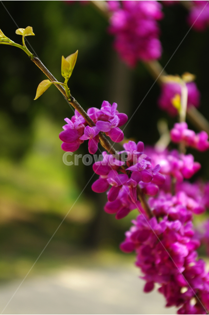 박태기,식물,flower,plants,nature,꽃,color,나무,식물,자연,plants,nature,꽃,flower
