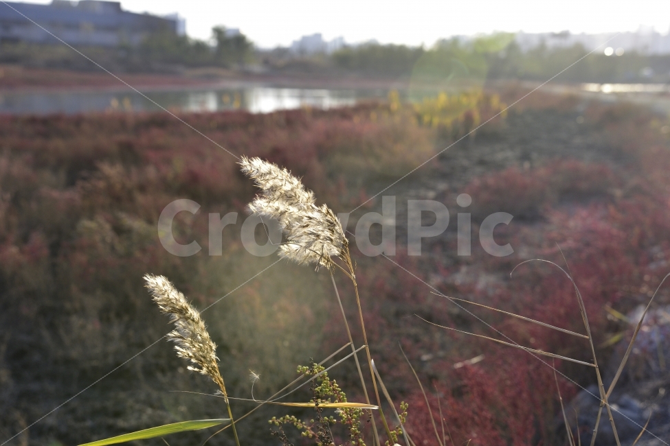 자연,억새풀,감성,sensible,atumn,emotion,가을,계절,fall,autumn,season,식물,자연,plants,nature,plant,grass,잔디,lawn
