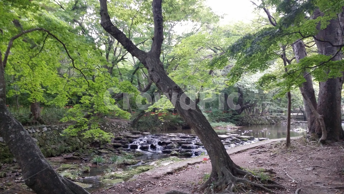 휜나무,구분나무,물길,계곡나무,산책길,푸른,숲속,자연,풍경,nature,landscape,식물,plants,나무,trees,wood,water,물,tree,plant,outdoors,옥외,creek,작은 만,stream,흐름,tree trunk,나무 줄기