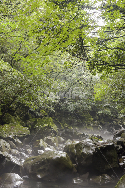 water,물,nature,자연,outdoors,계곡,valley,물안개,제주도계곡,돈네코,돈네코계곡,녹음,푸른숲,여름계곡