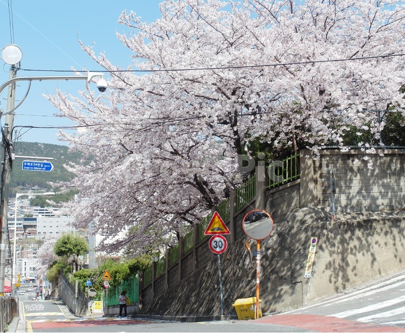 벚꽃,cherryblossom,さくら,분홍,봄