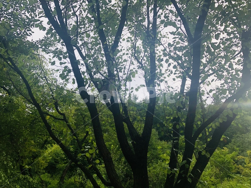 초록,자연,풍경,하늘,햇살,햇빛,나무,숲,산내음,산책,공기,색감,평안,평온,여유,고요,초목,식물,삼림지