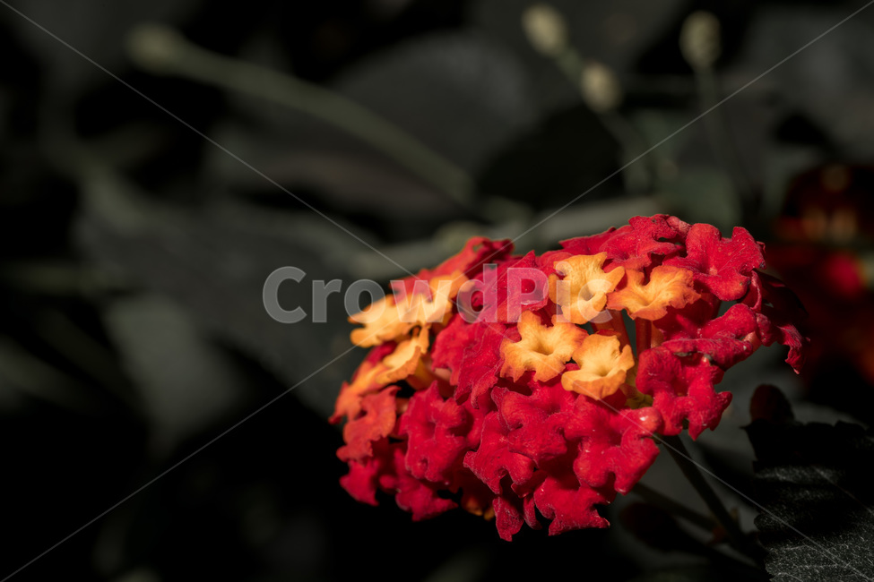 란타나,꽃,알록달록,예쁜,식물,식물,자연,plants,nature,꽃,flower