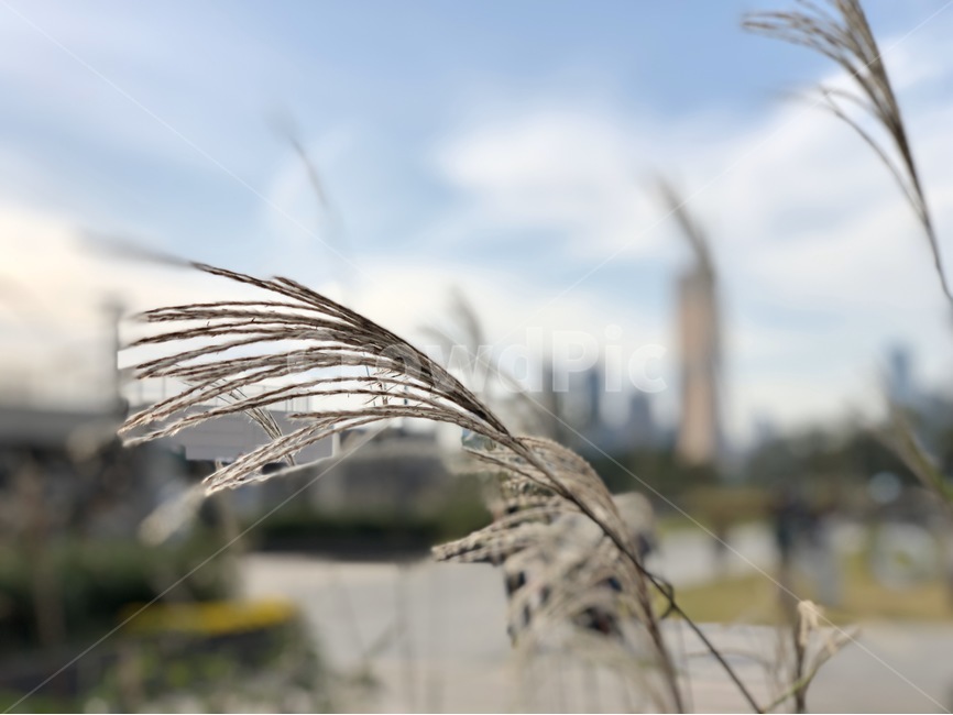 갈대,식물,공원,하늘,구름,가을,계절,fall,autumn,season