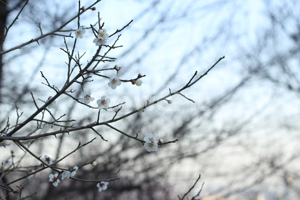 매화,매화꽃,매화풍경,벚꽃,apricot,봄,봄꽃,spring,풍경,나무,나뭇가지,봄풍경,매화나무,자연,꽃봉오리,꽃봉우리,꽃잎,생화