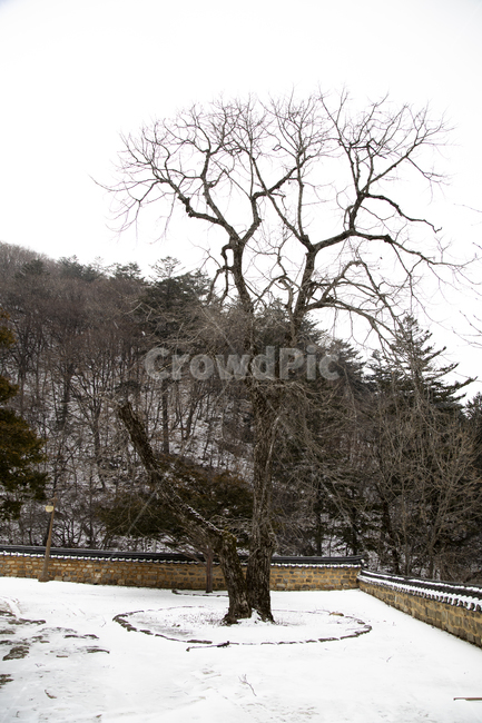풍경,사찰,정암사,절,기와지붕,기와,산,야외,고찰,유산,문화,전통,담장,전경,고목,식물,나무,plant