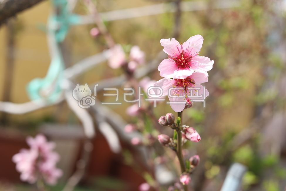 petal,flower pink,Spring news,news from hometown,peach blossom,flower