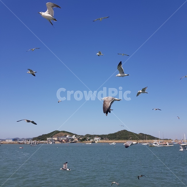 섬,flying,bird,새,갈매기,자유로운,gull,하늘,free,파란,높은,시원한,청량한,animal,동물,자연,풍경,동물,animal,조류,새,birds
