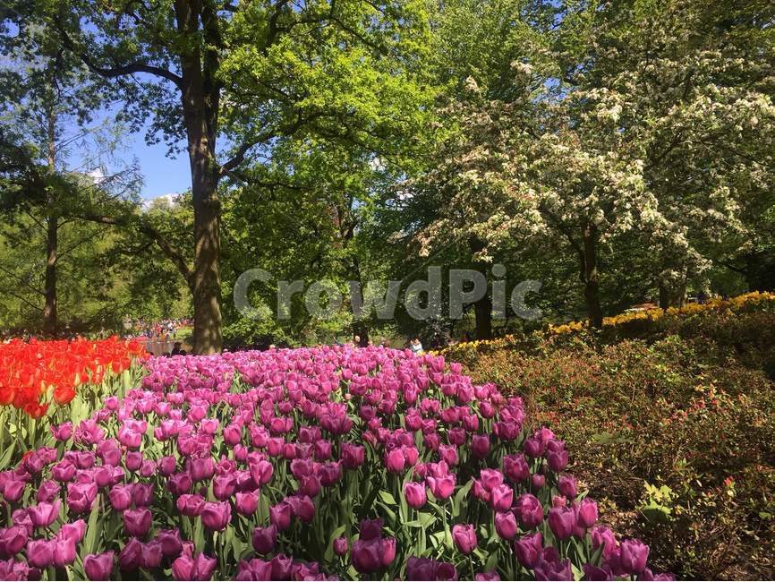 튤립,봄,꽃,공원,자연,힐링,나무,숲,여름,자연,풍경,nature,landscape,해외,외국,세계,foreign,oversea,world,세계자연풍경,해외자연풍경,외국자연풍경,world nature landscape,plant,식물,flower,blossom