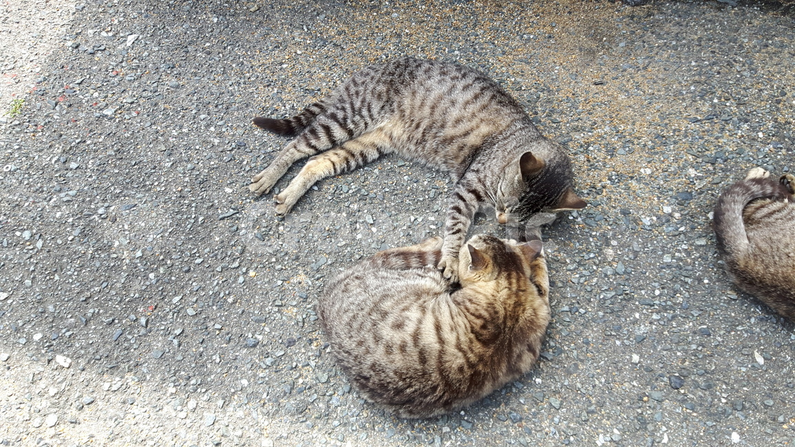 고양이,고양이섬,일본고양이섬,아이노시마,후쿠오카