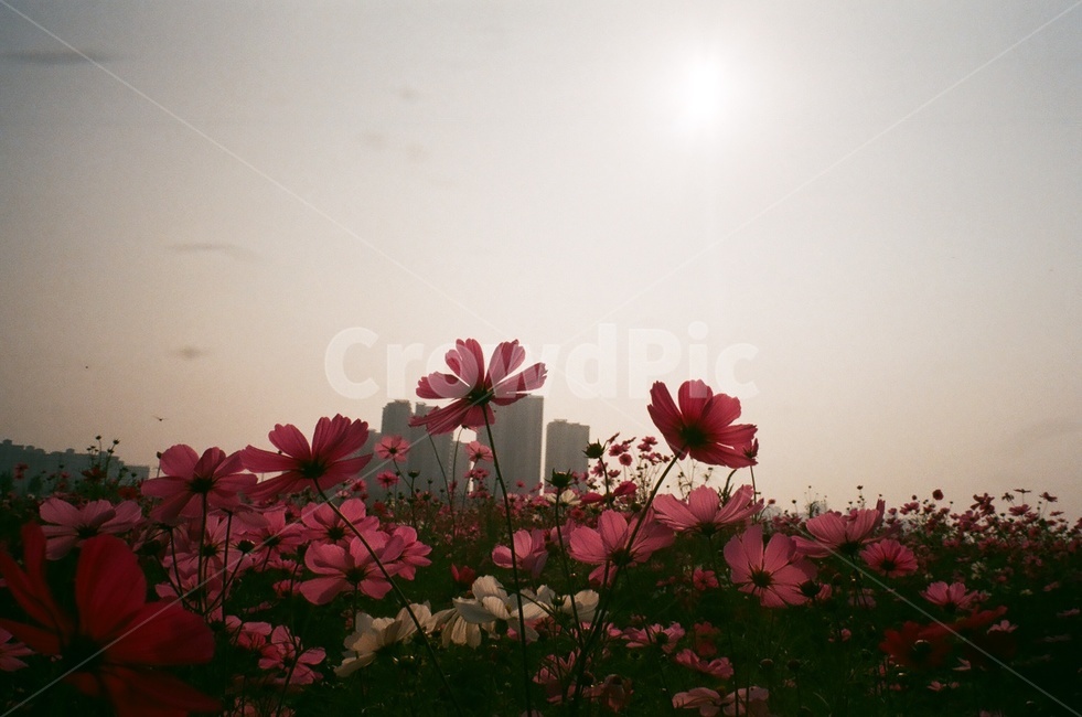 코스모스,꽃,가을,cosmos,autume