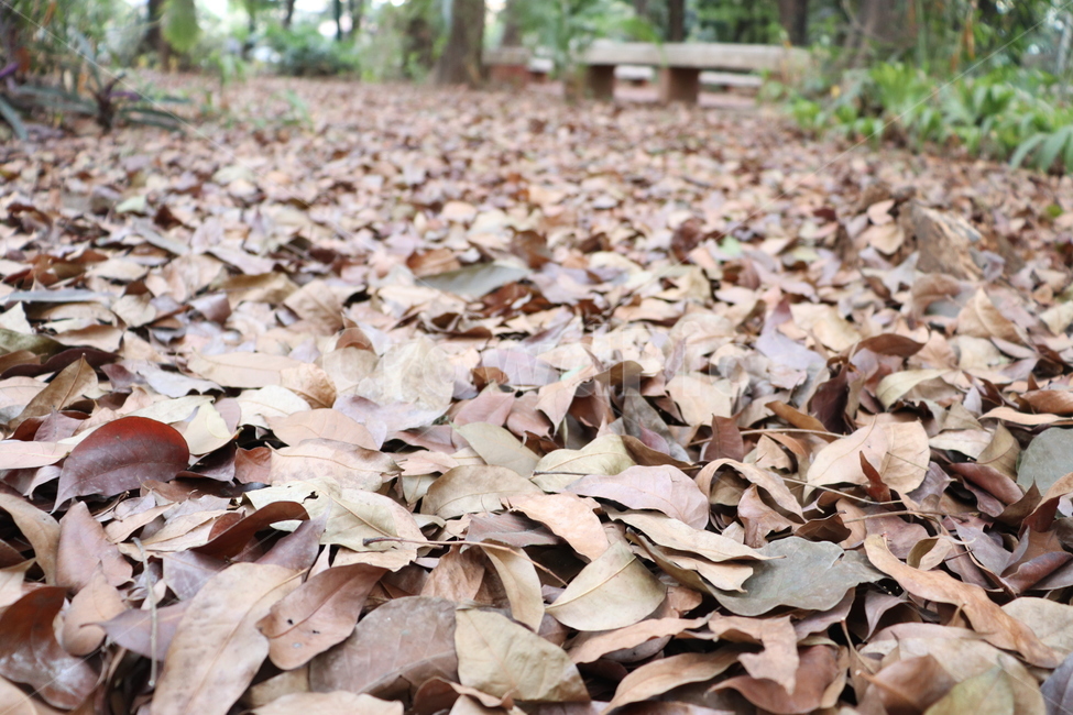 낙엽,가을,잎,leaf,plant,식물,ground,바닥,가을낙엽,fall