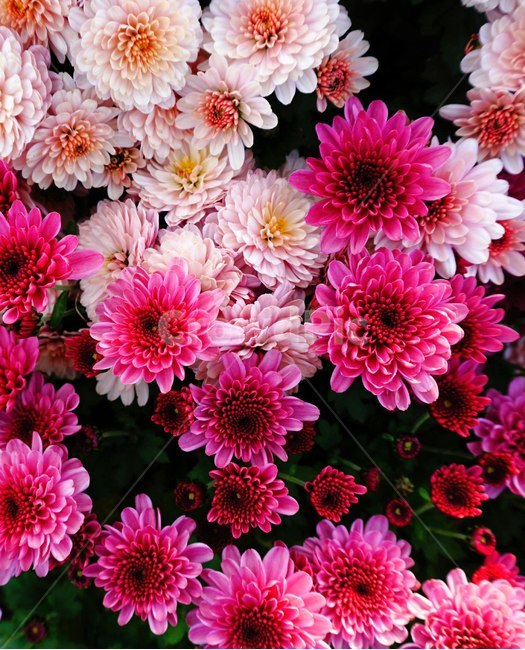 가을,꽃,국화,분홍,바탕화면,설레임,사랑,정물,식물,flower,autumn,식물,자연,plants,nature,꽃,flower