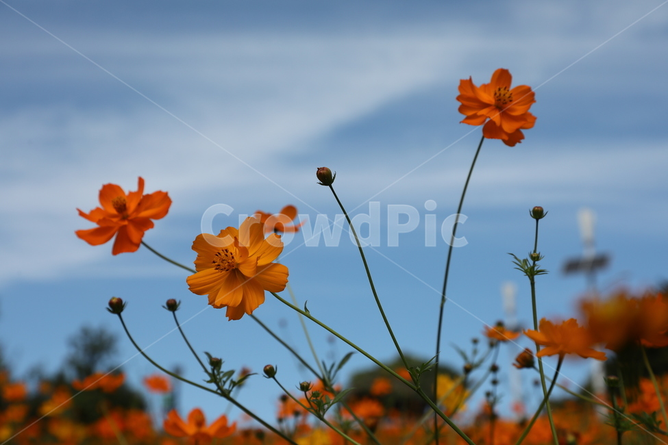 황화코스모스,꽃,들판,들꽃,들꽃마루,올림픽공원,가을,가을,계절,fall,autumn,season,식물,자연,plants,nature,꽃,flower,plant,leaf,잎