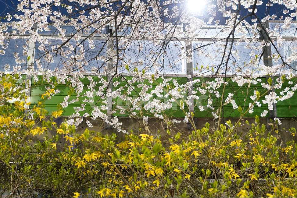 신대방역,벚꽃,벚꽃길,구로디지털단지역,산책로,벚꽃나무,벚꽃축제,야경,야화,cherryblossom,blossom,nightview,봄,계절,spring,season,야경,밤,풍경,nightscape,night,landscape,식물,자연,plants,nature,꽃,flower,plant