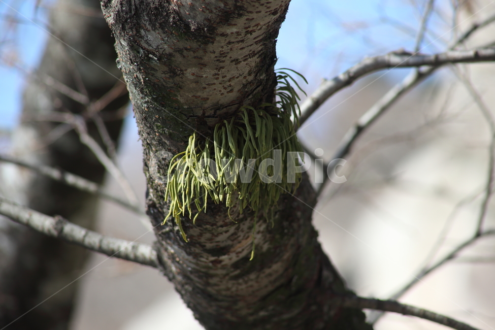 나무,일엽초,식물,고사리과,lepisorusthunbergianus,식물,자연,plants,nature,나무,trees,wood