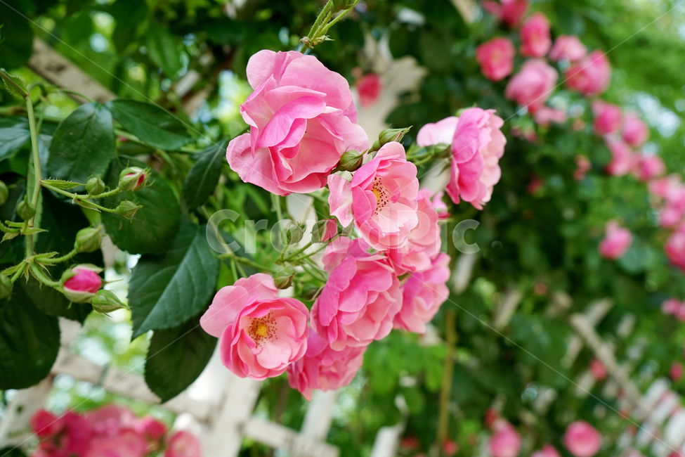 geranium,제라늄,plant,식물,blossom,flower,꽃,rose,장미,식물,자연,plants,nature,꽃,flower
