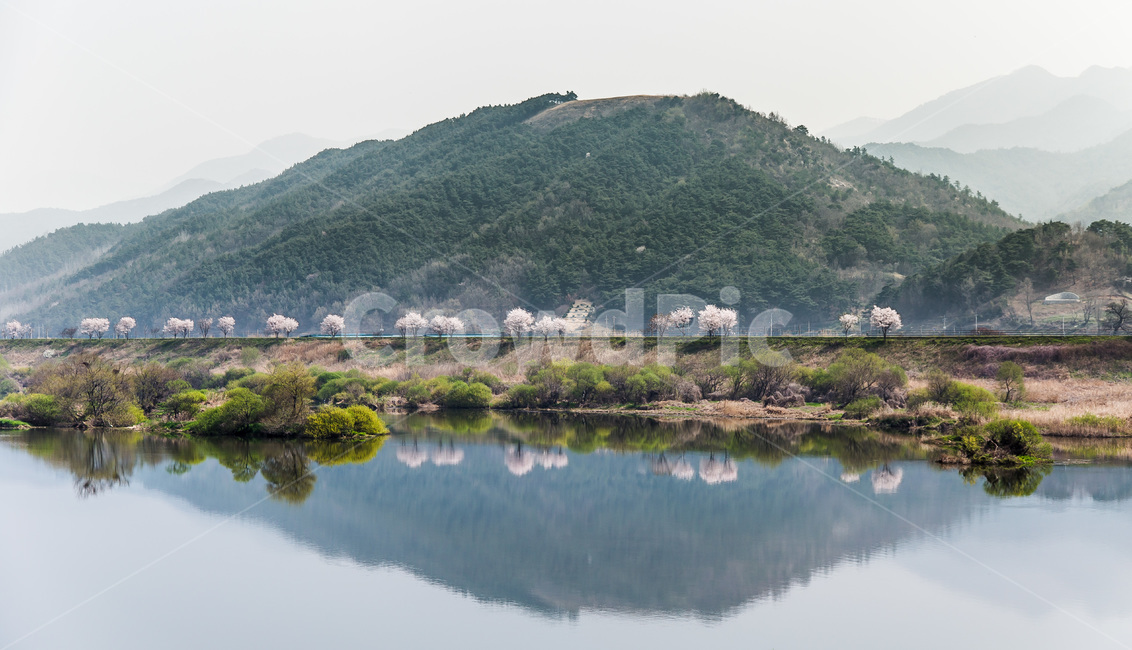 자연,물,반영,water,봄,벚꽃,나무,산,outdoors,nature,옥외,land,땅,섬진강,곡성,자연,풍경,nature,landscape