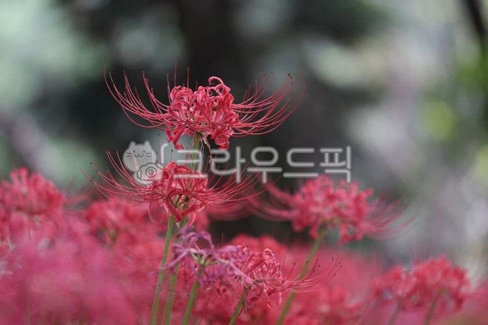 꽃무릇,상사화,가을꽃,식물,빨간색꽃,꽃