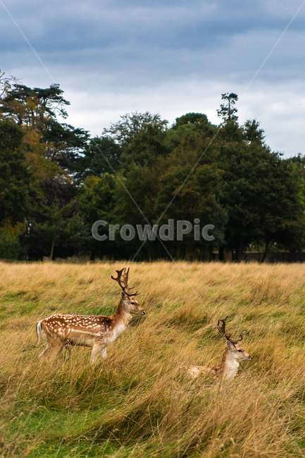 사슴,자연,공원,야외,쌀쌀한,deer,park,nature,outdoor,동물,animal,동물,animal,포유류,mammal