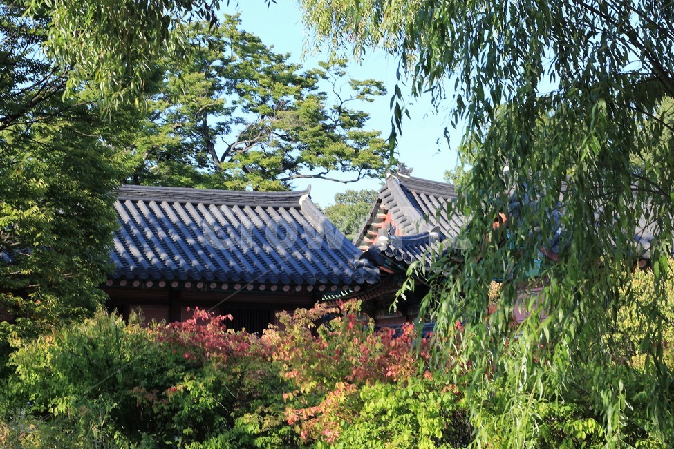garden,정원,정자,창덕궁,서울,궁궐,자연,기와,풍경,seoul