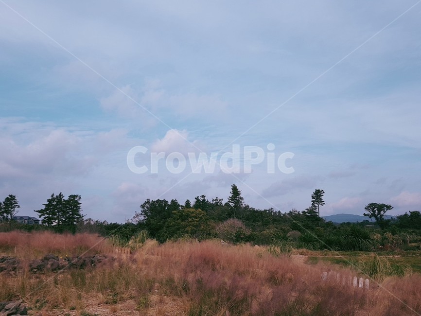 제주도,핑크뮬리,갈대,자연,감성,힐링,하늘,제주,jeju,nature,field,outdoors,plant