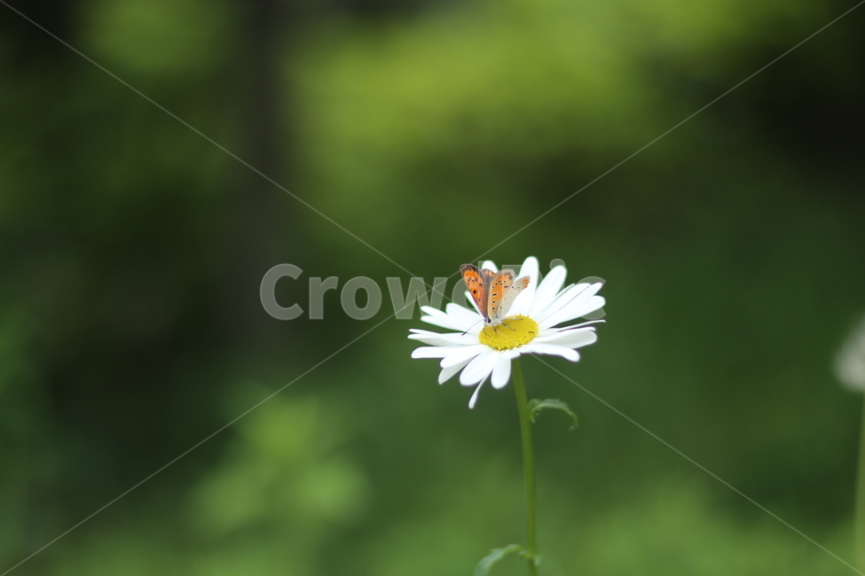 샤스타데이지,꽃,나비,봄,흰색꽃,초록,식물,자연,plants,nature,꽃,flower,동물,animal,곤충,벌레,insect,bug