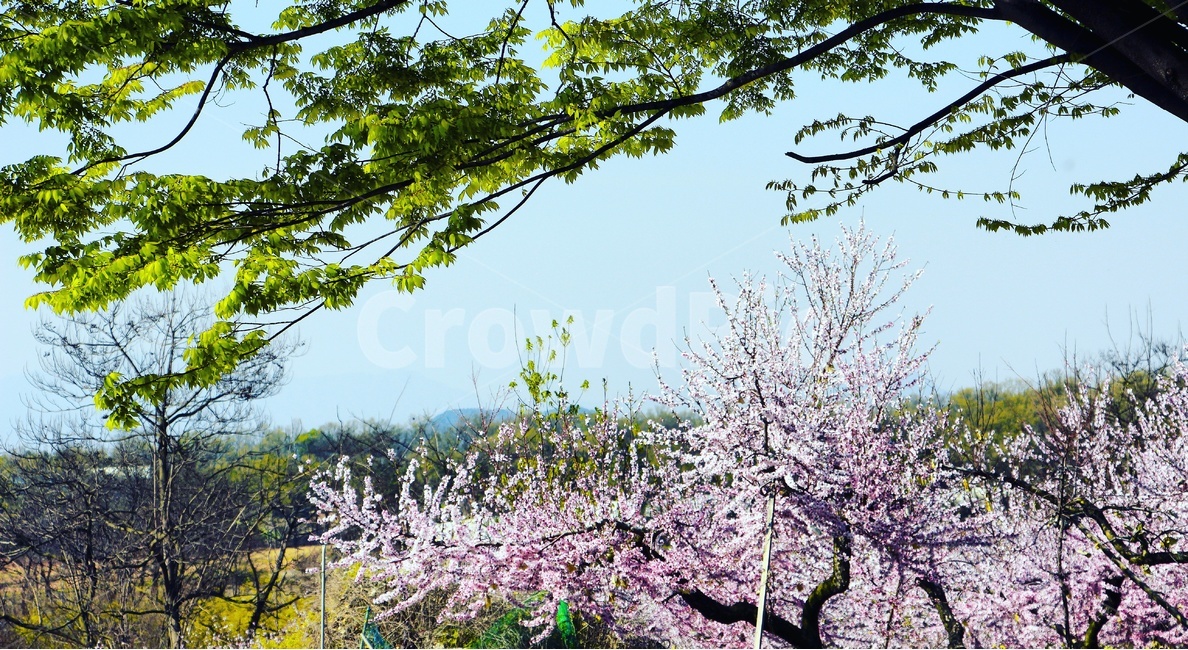 벚꽃,나무,풍경,풍경사진,감성,감성사진,봄,자연,풍경,nature,landscape,식물,plants,꽃,flower,plant