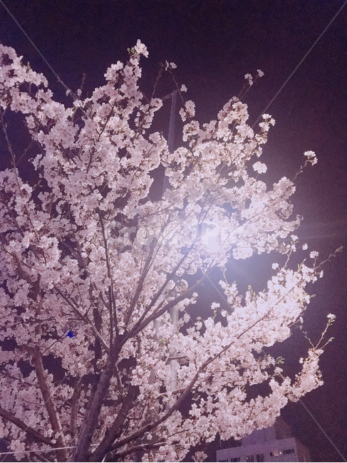 사쿠라,벚꽃,봄꽃,아련함,그리움,미련,슬픔,눈부심,봄,계절,spring,season,야경,밤,풍경,nightscape,night,landscape,plant,식물,flower,꽃,blossom,cherry blossom