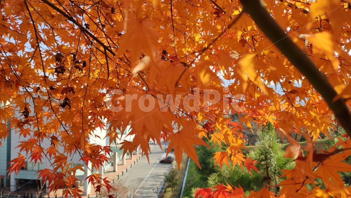 단풍잎,가을,가을단풍,plant,식물,leaf,tree,나무,잎,maple,단풍,가을,계절,fall,autumn,season