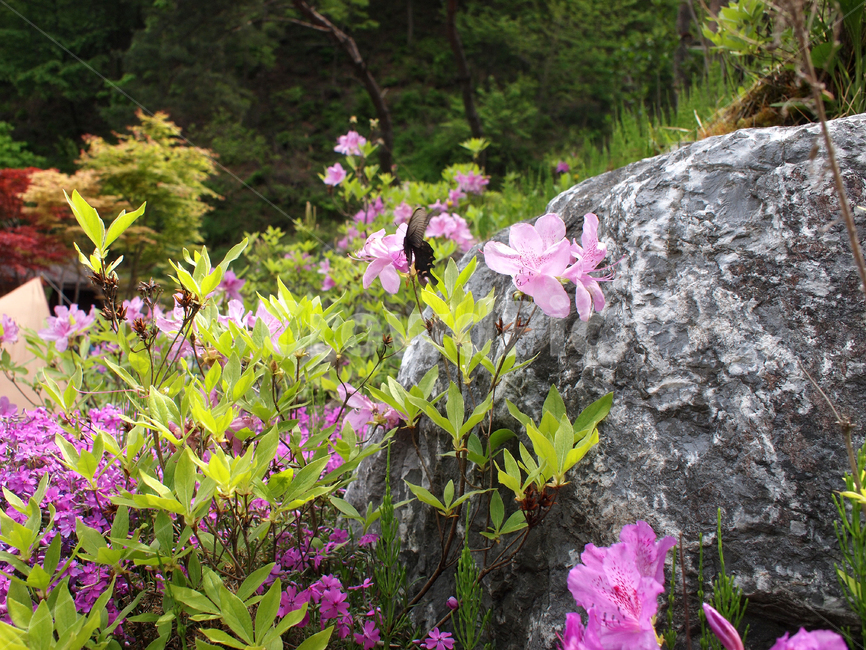 나비,butterfly,flowerhoney,곤충,blossom,꽃,flower,plant,식물,진달래,철쭉,봄꽃,봄,azalea,spring,springflowers