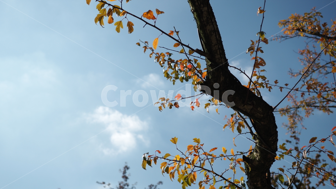 하늘,구름,나무,나뭇잎,sky,cloud,tree,leaf,가을,계절,fall,autumn,season