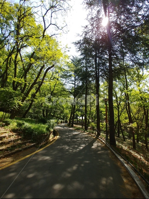 웅장한나무,산책길,힐링,편안함,피톤치드