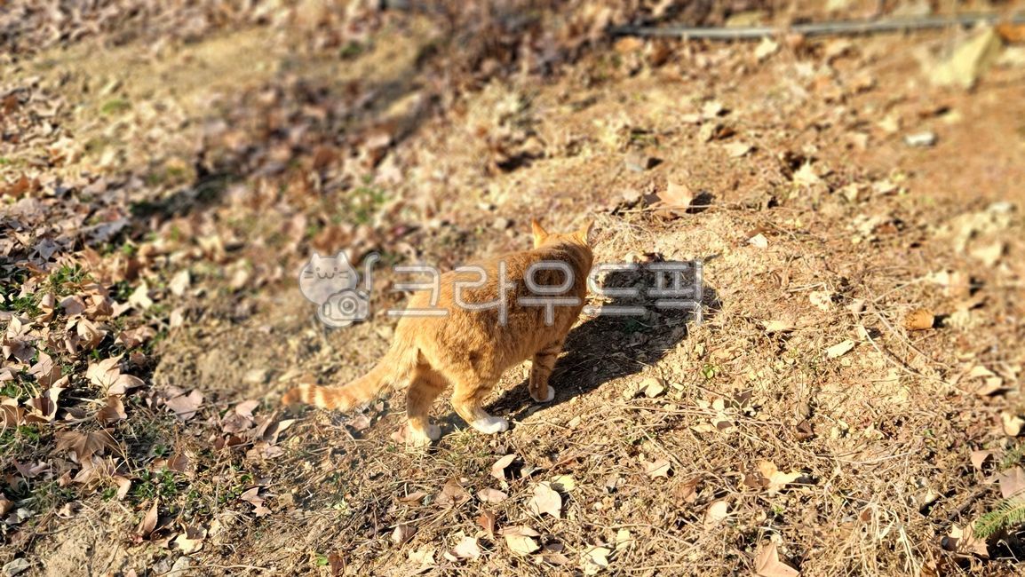 soil,토양,고양이,동물,갈색고양이,자연