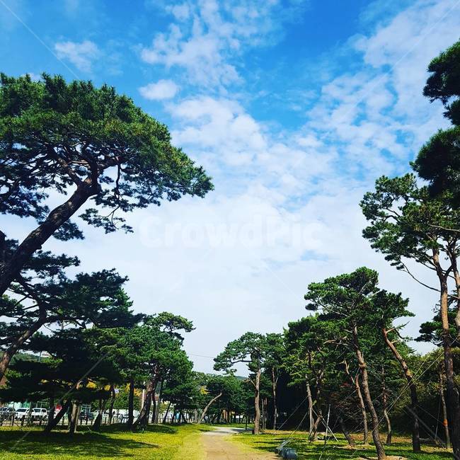 하늘,소나무,푸르름,풍경,나무,파란하늘,자연,풍경,nature,landscape,식물,plants,나무,trees,wood,plant,grass,잔디,outdoors,옥외,tree