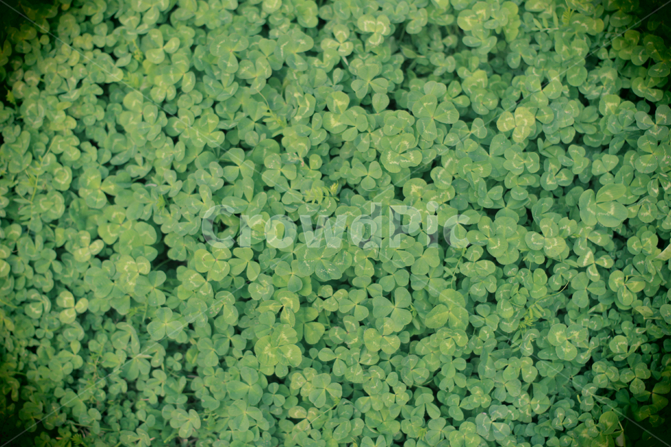 세잎크로바,크로바,풀,봄,새싹,식물,자연,plants,nature