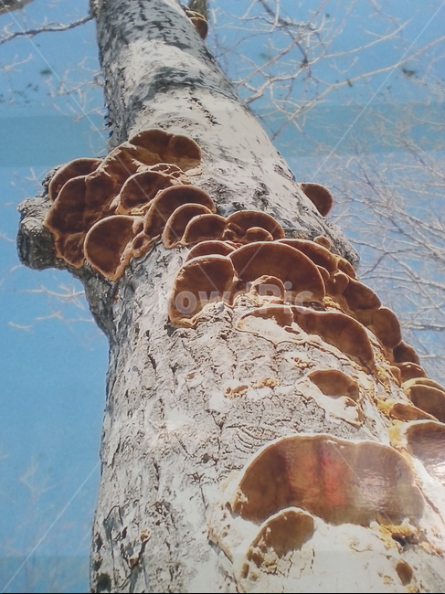 상황버섯,황철상황버섯,약용버섯,버섯,식용버섯,자연산버섯,야생버섯,식물,자연,plants,nature,버섯,mushroom