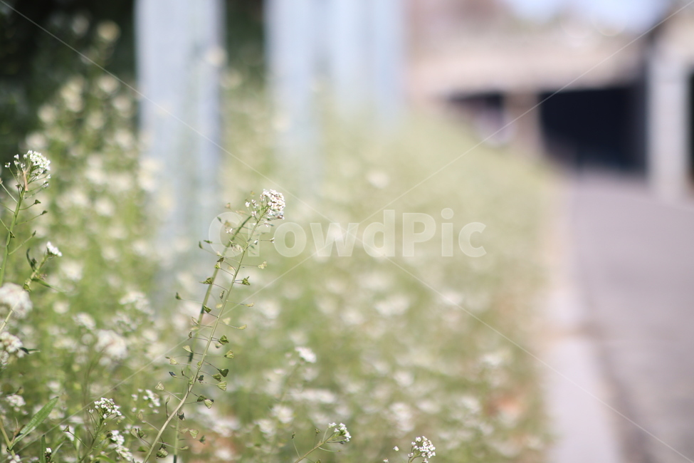 꽃,봄,다리,산책로,식물,반포천,식물,자연,plants,nature,꽃,flower