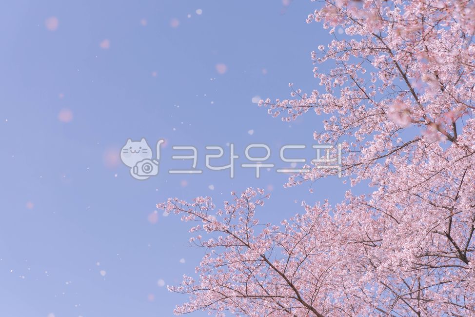 spring,spring flowers,Cherry Blossom,blossom,plant,cherryblossom,flower