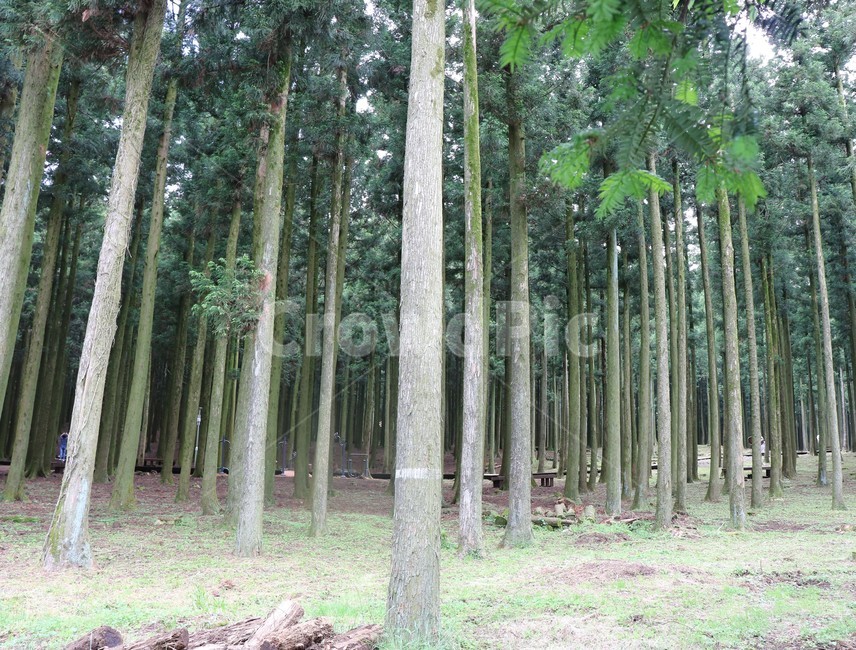 휴양림,숲,삼나무,기다란,피톤치드,공기,초록,녹색,제주도,절물자연휴양림,자연,풍경,nature,landscape,plant,식물,tree,나무