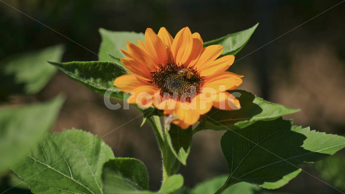 꽃,해바라기,flower,beautiful,식물,식물,자연,plants,nature,꽃,flower