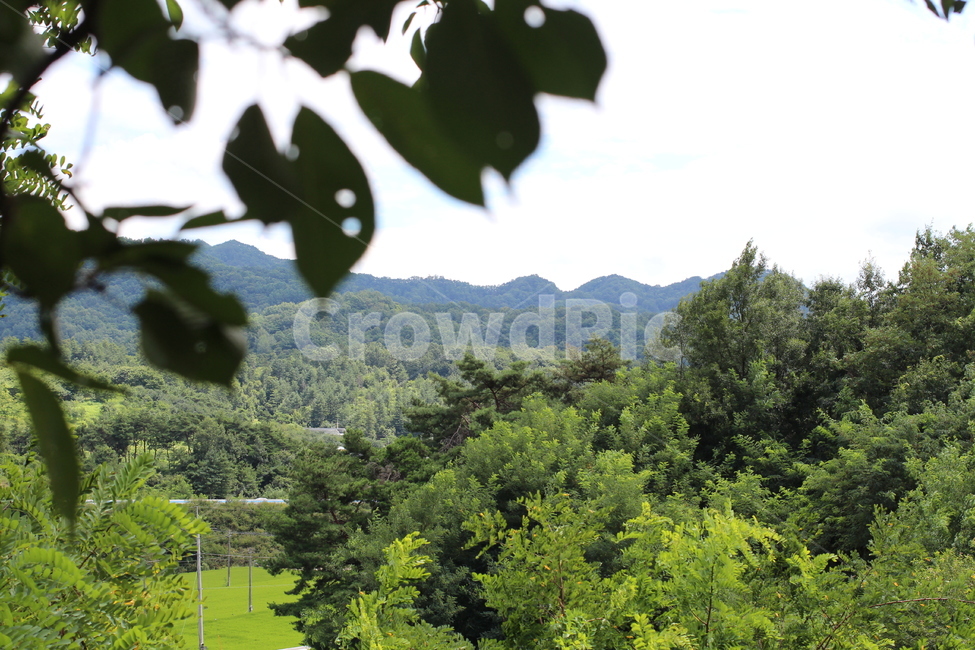 산,푸으른,여름,나무,나뭇잎,mountain,sky