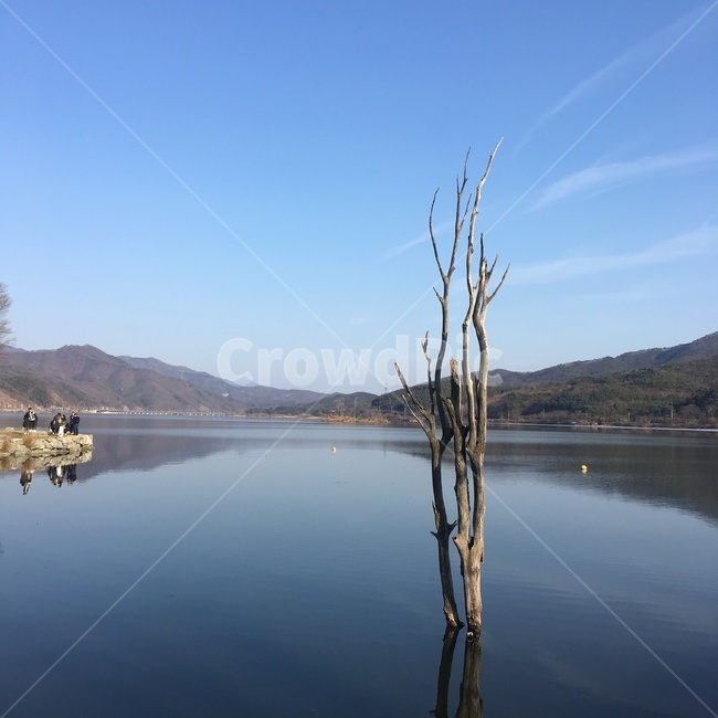 강,외나무,나무,조용한,고요한,자연,물,water,nature,outdoors,옥외