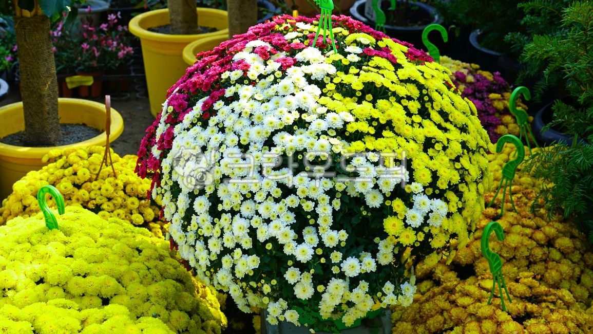 식물,국화,국화꽃,가을꽃,flower,꽃,plant,autumnflower,chrysanthemum