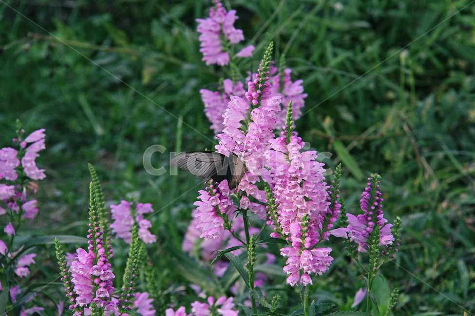 꽃,나비,식물,자연,계절,식물,자연,plants,nature,꽃,flower,동물,animal,곤충,벌레,insect,bug